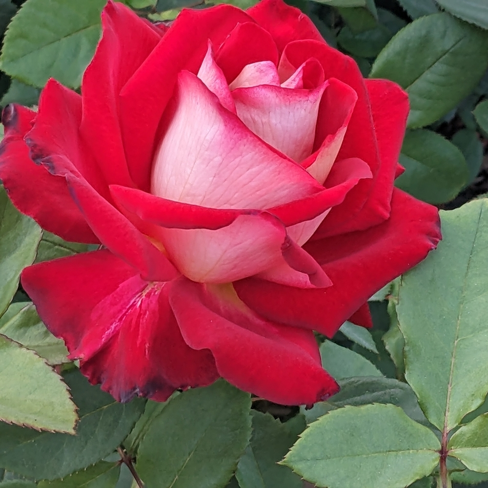 Meet your Posher, Miriam